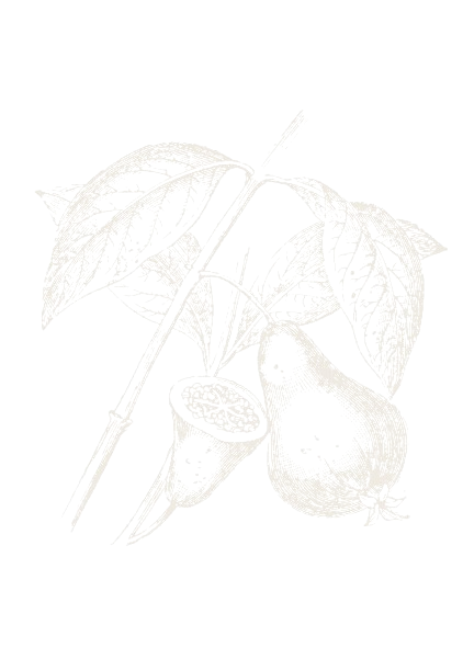 Ilustracion de planta